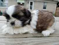 Shih-tzu talie mica