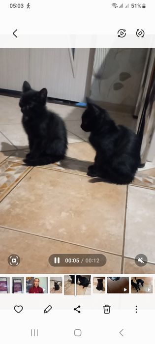 Отдам милых котят
