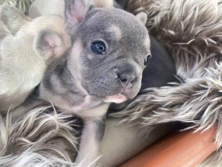 Продават се чистокръвни френски булдочета – отличен произход