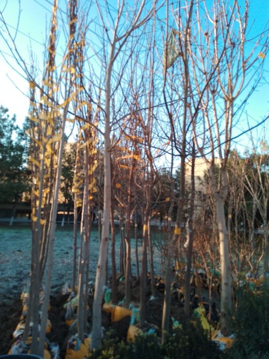 Энг арзон Сасна ваМажвеник арчалар