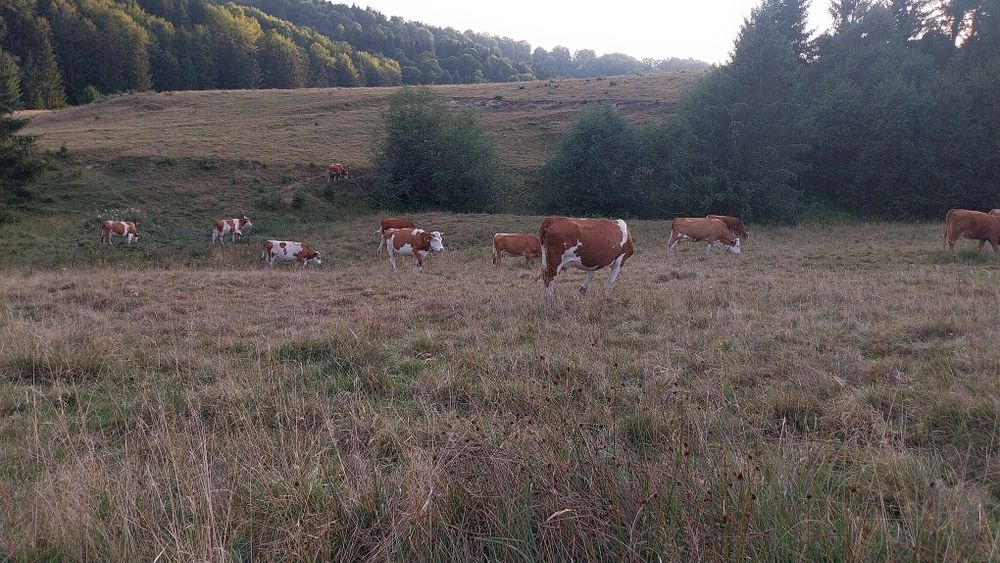vaci de vânzare cu lapte