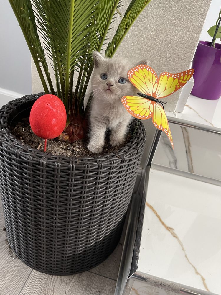 Pui british shorthair Fawn color poze reale