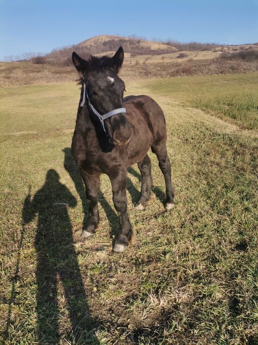 Vand manz negru deosebit !