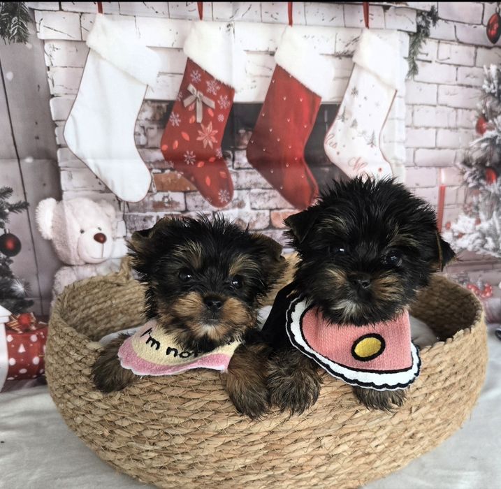 Йоркширски териер ,Йорки мини