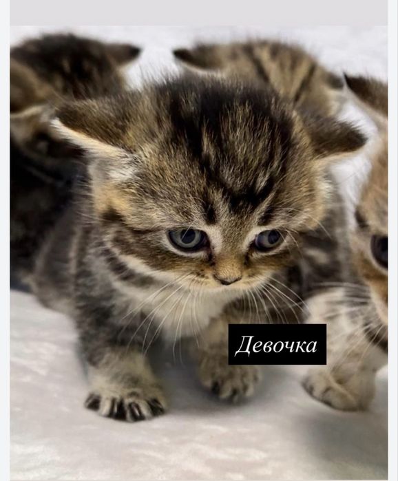 Котенок (британский прямоухий ) девочка