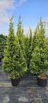 Leylandii gard viu / Platani /Mesteacăn alb