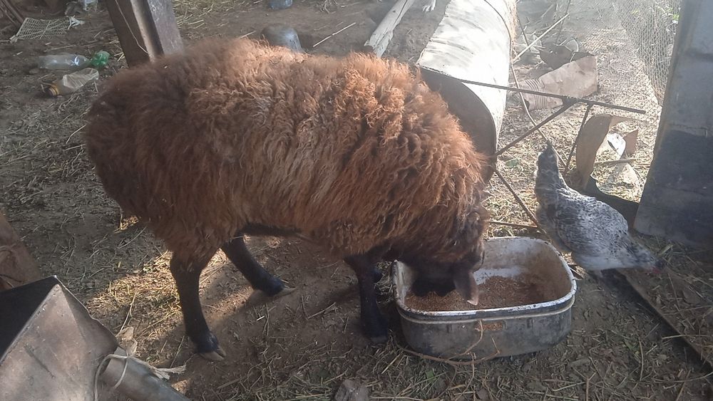 Qo‘chqor va echkilar