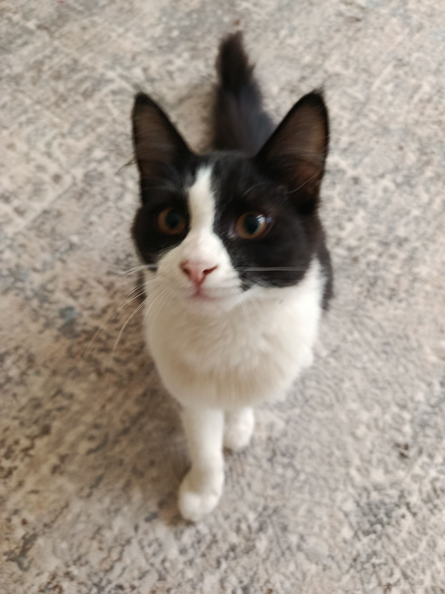 Котята бесплатно