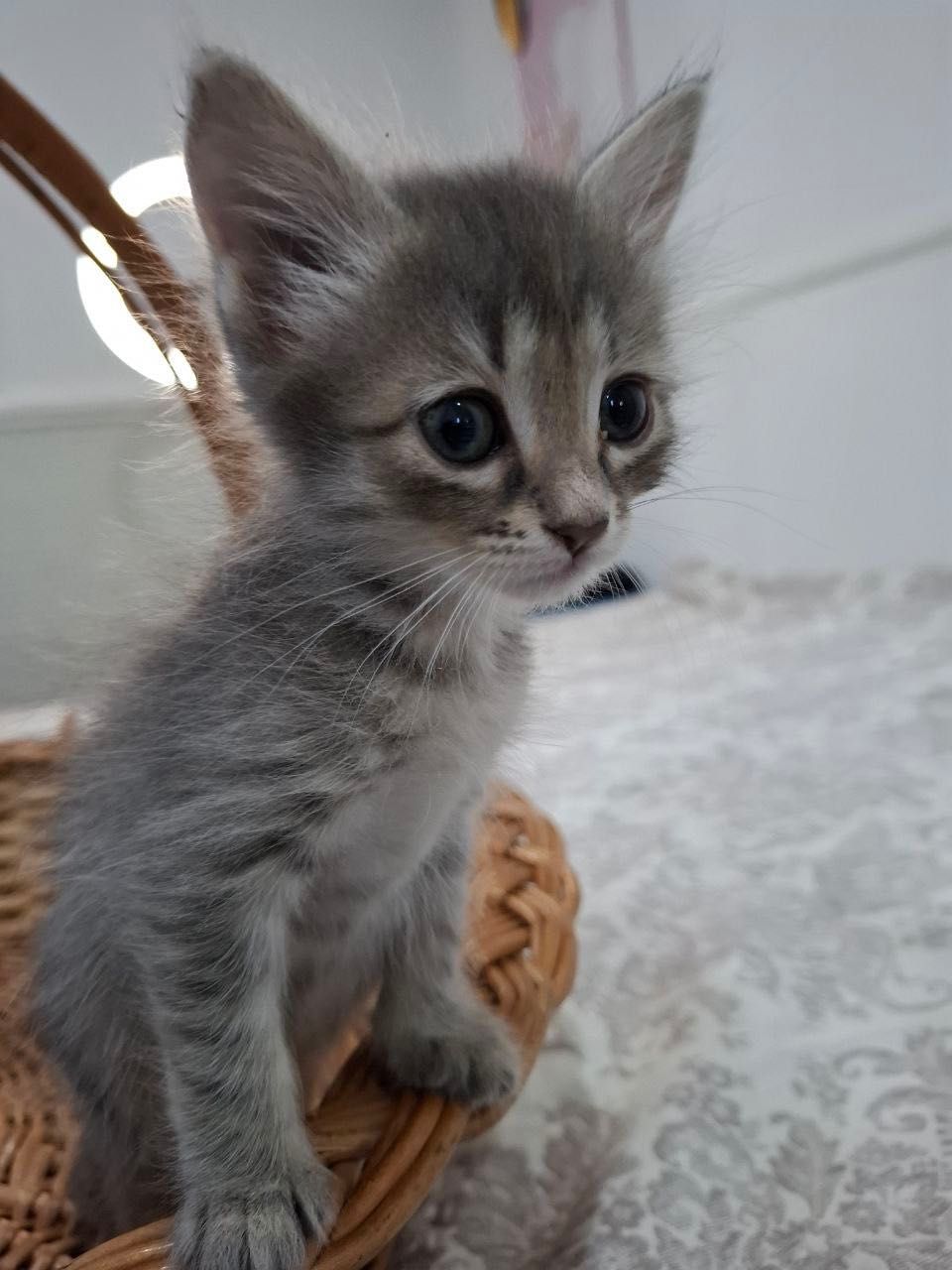 Отдам котят в добрые руки