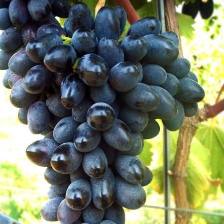 Vita de vie altoita nobila soiri de masa negre