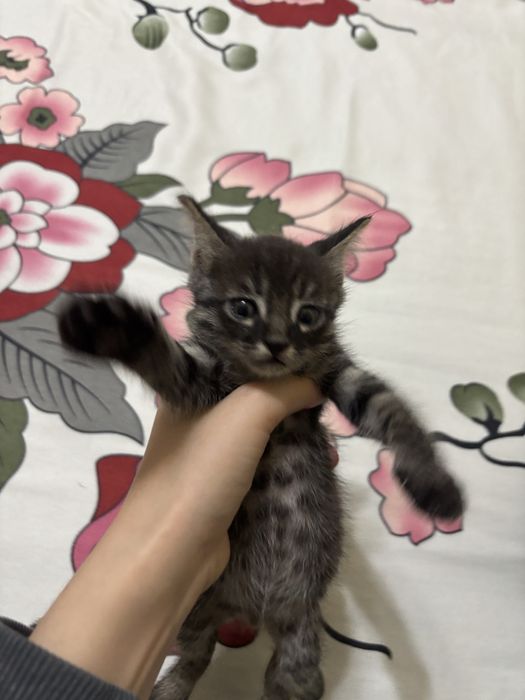 Отдам котенка в добрые руки