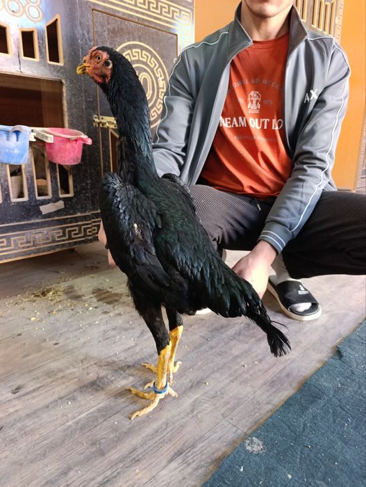 Privaznoy toza o shamo makyonla sotiladi