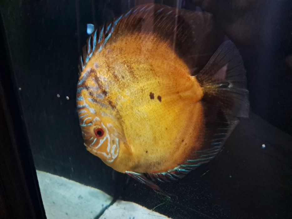 Discus de vanzare