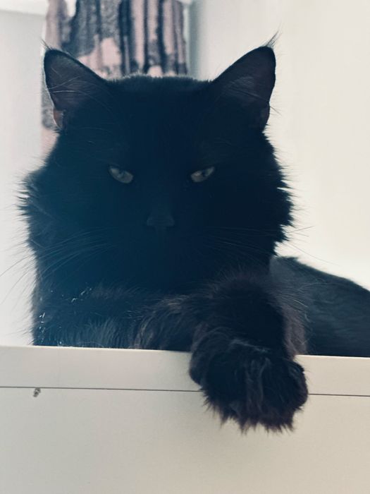 Кот Мейкун окрас черный солид ищет девочку для вязки
