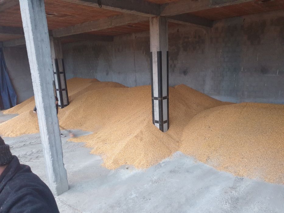 porumb de vanzare  1.1 lei kg