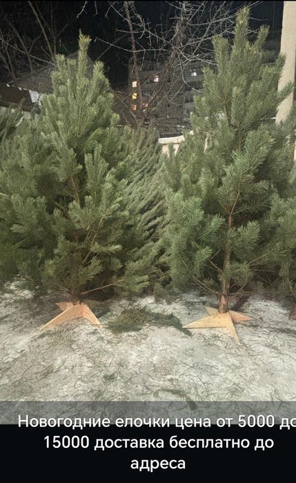 Продам новогоднию сосну