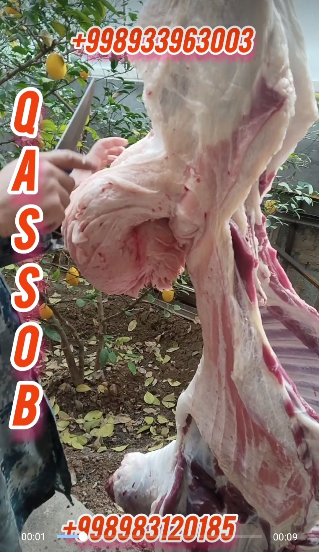 QASSOB qassob hizmati.