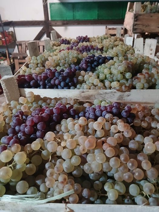 Struguri de Masa, Ceasla si Moldova, Panciu, Direct Producator