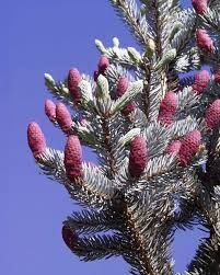 Picea Pungens 'Hoopsii' 20-30 cm – Brad Argintiu Hoopsii de Grădină