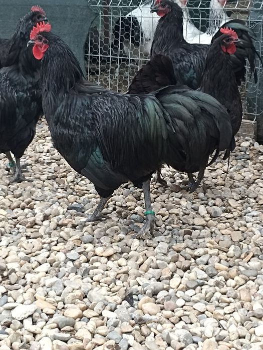 Vand sau schimb cocosi australorp