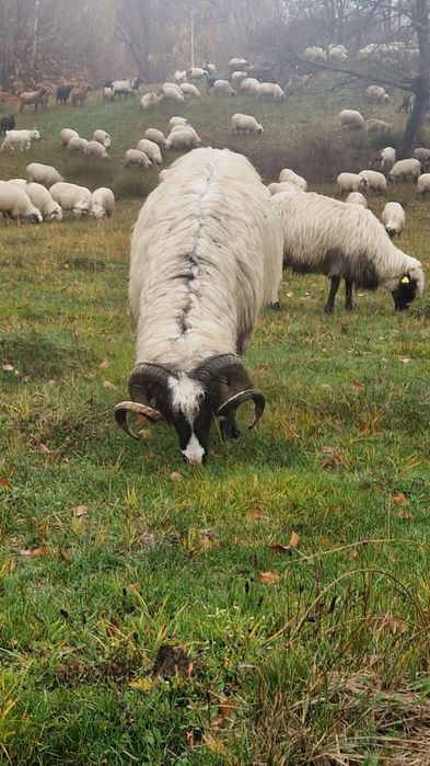 Vând berbec stramior