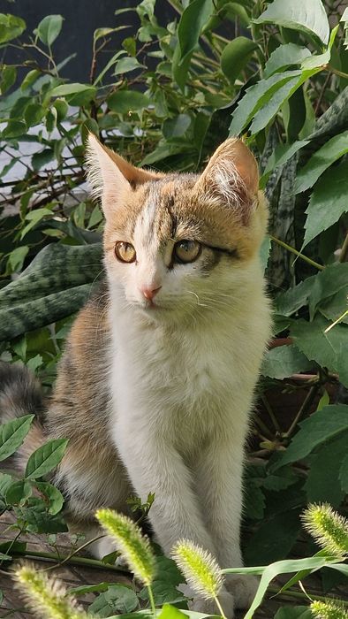 Котята трехцветные в добрые руки