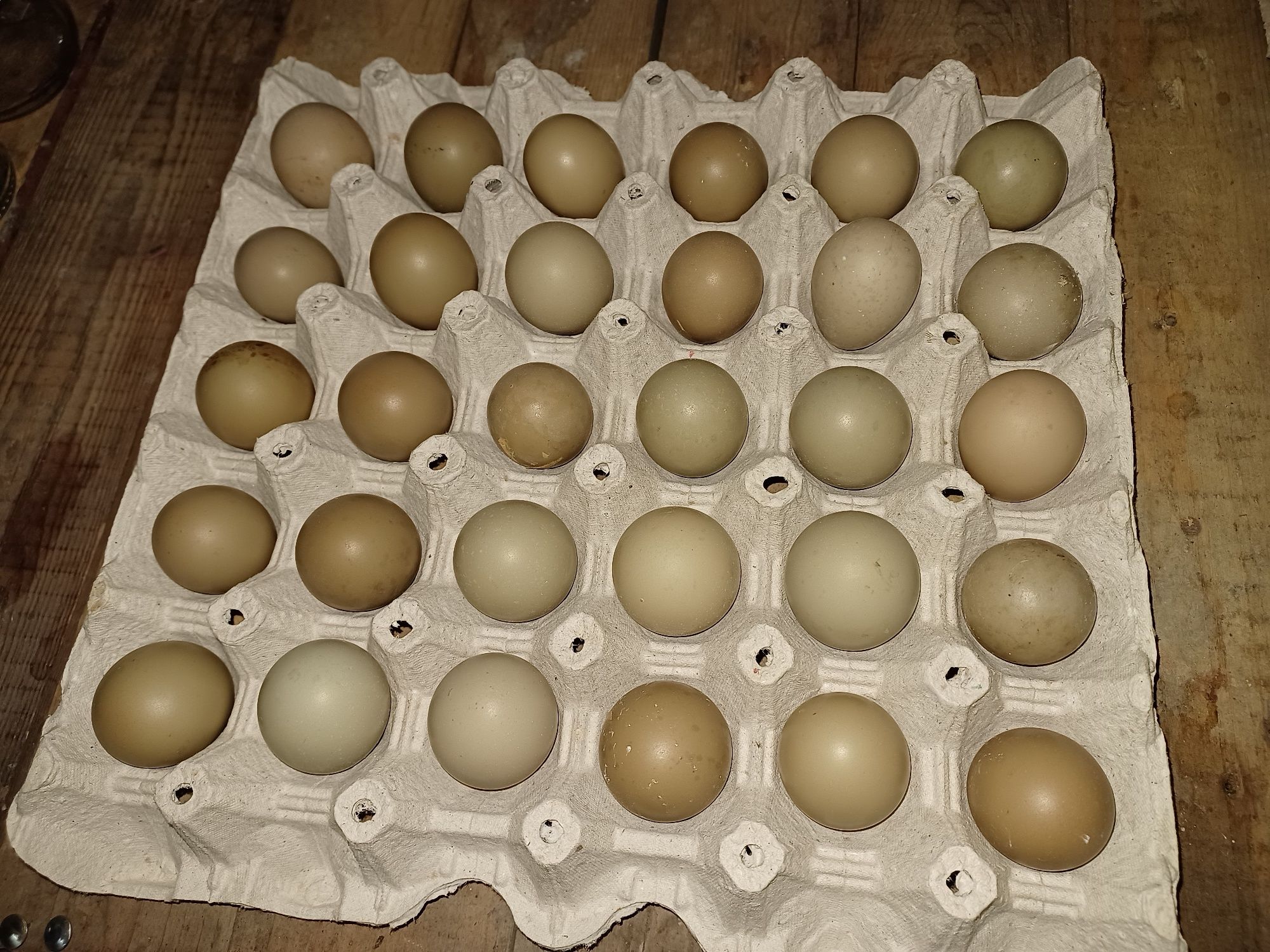 Свободни яйца  -  оплодени