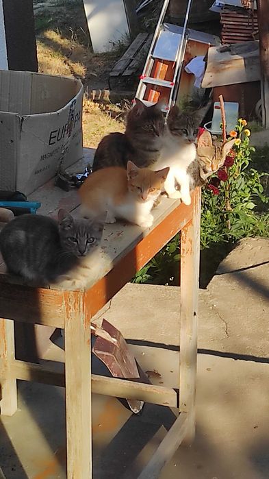 Подарявам котенца