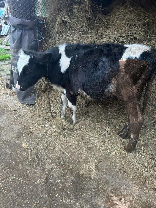 Продавам 2бр.Мъжки Телета