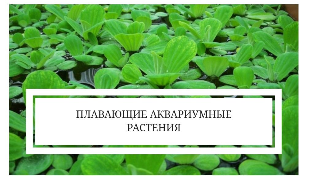 Плавающие водные , аквариумные растения