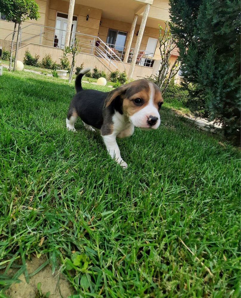 Beagle tricolor rasa pura