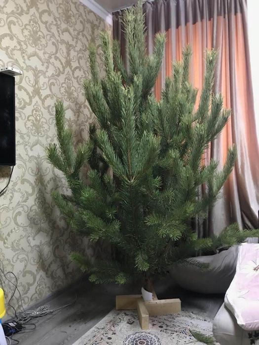 Ёлка Ёлки Сосна Ель Новогодняя