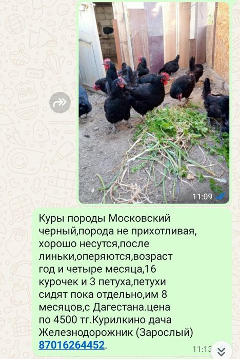 Куры породы Московский черный и Белый Легбар