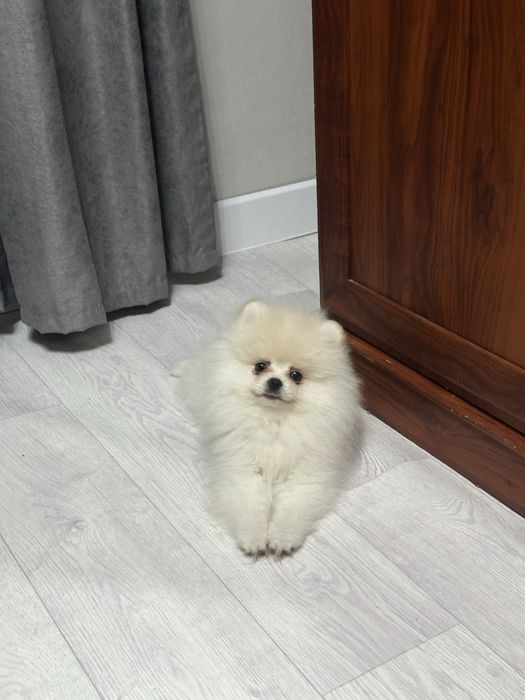 Продается щенок померанского шпица