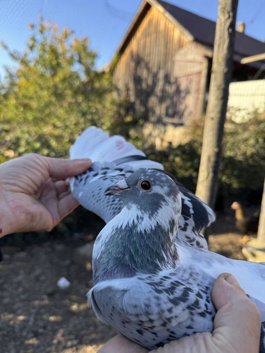Porumbei la bucată și pereche
