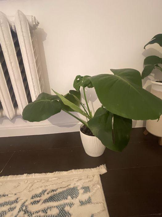 комнатные растения Уй гулдери