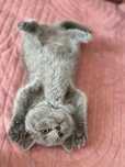 British shorthair (poze reale)
