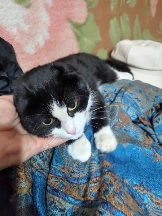 Котёнок 5месяцев , девочка