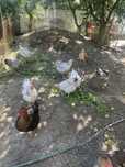 Vand gaini rasa mixta ,pui australorp si plymouth   de anul acesta