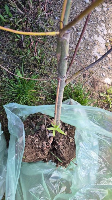 Donez doi pui de salcii, soi romanesc