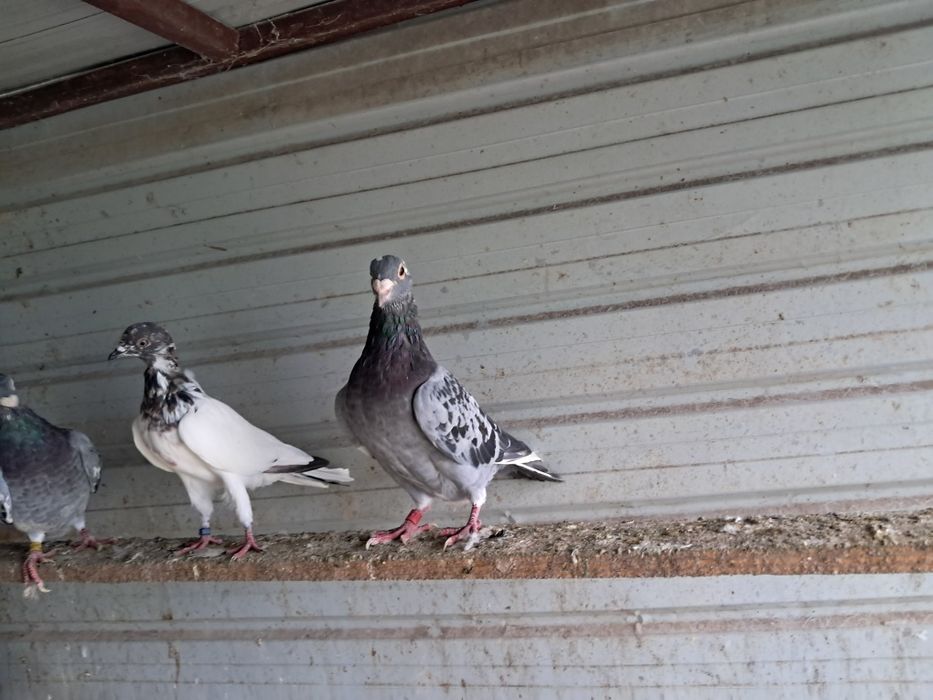 Vand porumbei tippleri