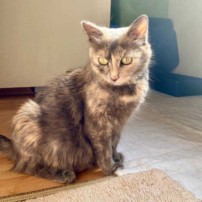 Подарявам млада женска костенуркова котка Patch