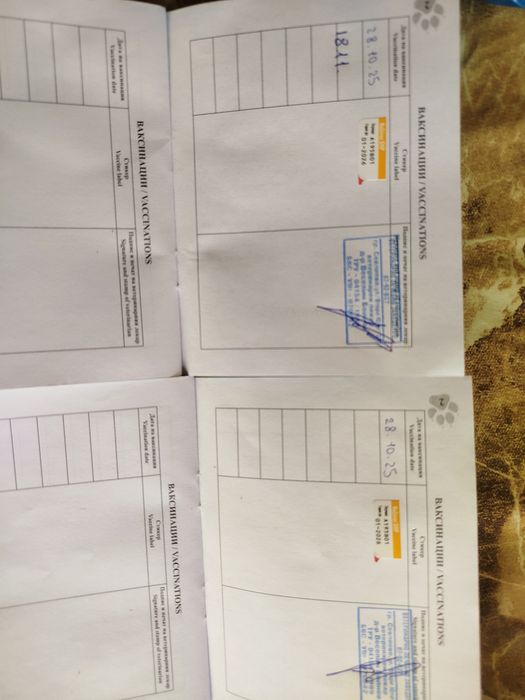 Продавам Мини Пинчер