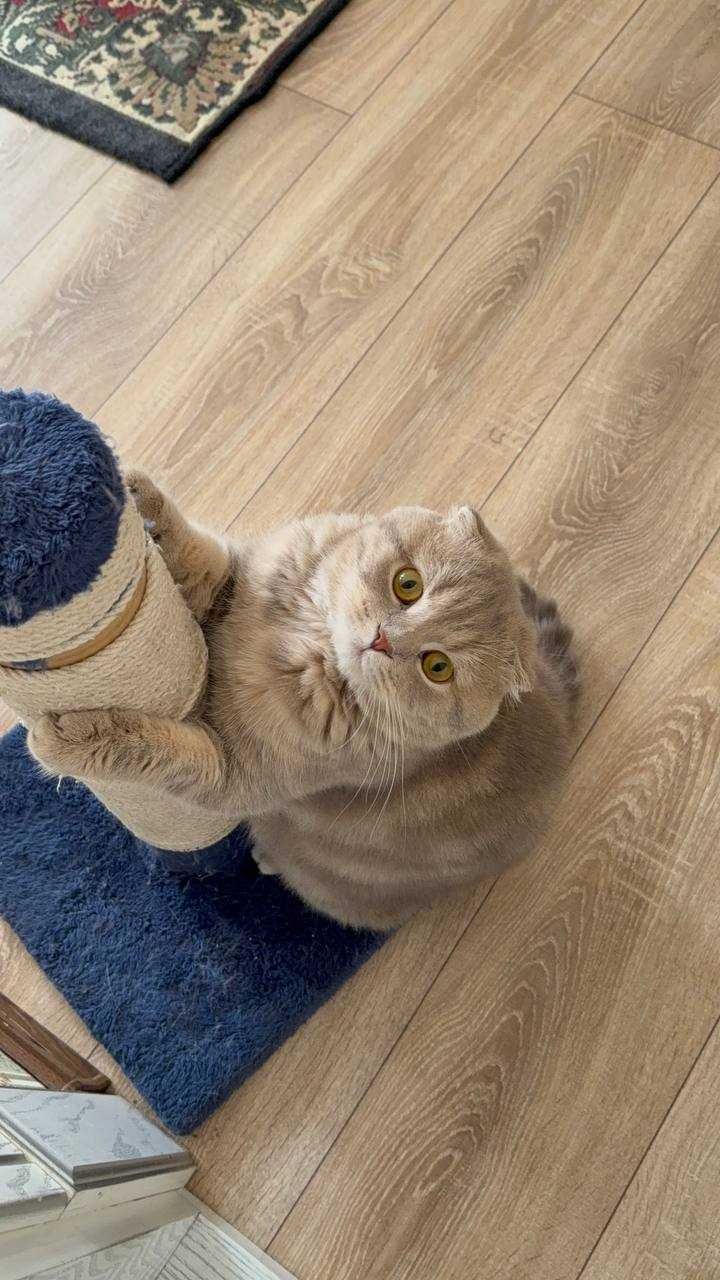 Noyob rangli, toza zotli  Scottish fold mushugi sotuvda!