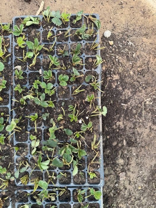 QULUPNAY KO‘CHATLARI — O‘zingni bog‘ingda bahor keltir!