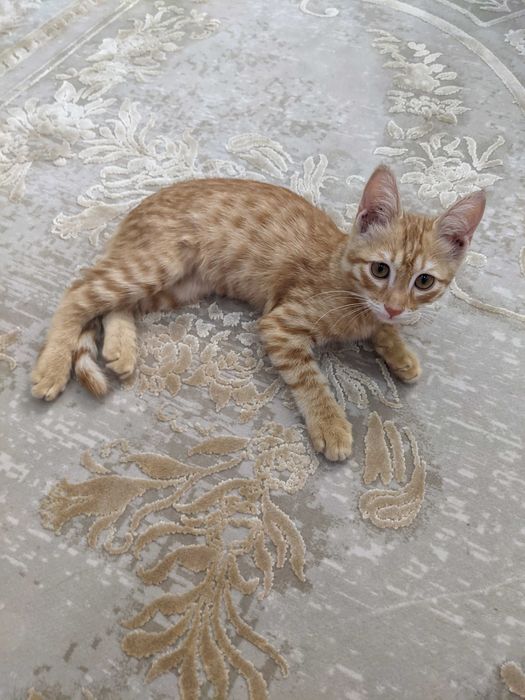 Передержка кошек котят