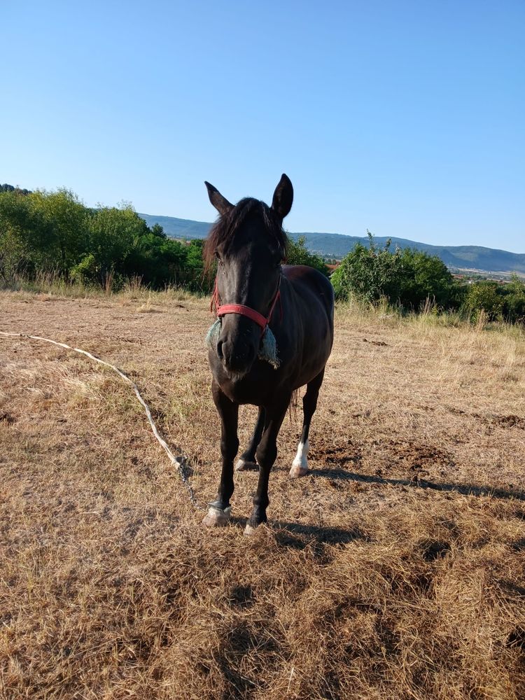 Vand o pereche de manze