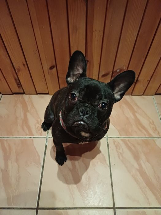 Продавам Френско Булдоче