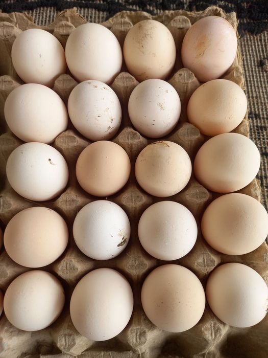 Домашние куриные яйца