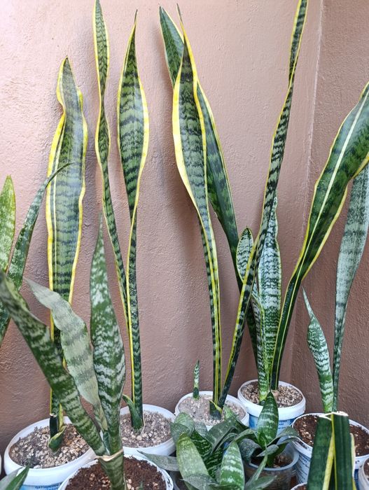 Комнатный садовый  цветы хона гуллари